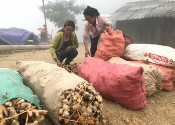 Giá Gừng rớt sâu, nông dân huyện miền núi Nghệ An kêu cứu