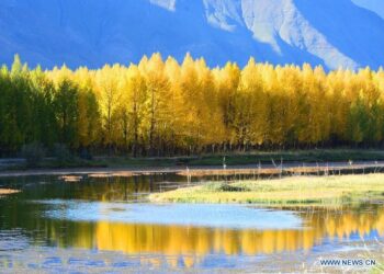 NGẨN NGƠ NGẮM MÙA THU ĐI QUA YARLUNG ZANGBO- DÒNG SÔNG THÁNH CỦA TÂY TẠNG