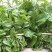 VIỆT NAM TA CÓ MỘT SỐ LOẠI RAU QUÝ RẤT KHÓ MUA