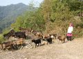 CUỘC SỐNG CỦA BÀ CON VÙNG CAO