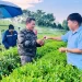 Chuyện về một làng nghề chè truyền thống ở Thái Nguyên