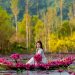 NGẮM HOA SÚNG “TÔ HỒNG” SUỐI YẾN