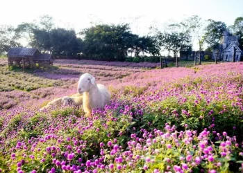 Cánh đồng hoa đẹp tựa trời Âu giữa lòng Hà Nội
