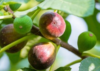Quả sung – Vị thuốc dân gian với công dụng chữa bệnh hiệu quả