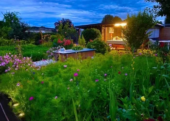 Mẹ Việt tự tay cải tạo đất, làm vườn trồng hoa đẹp mê ly giữa trời Tây