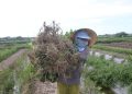 Lá “mùng 5”  một vị lá đặc trưng của người xứ Quảng