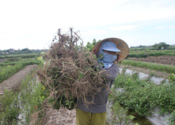Lá “mùng 5”  một vị lá đặc trưng của người xứ Quảng