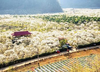Hoa Mận nở rộ Mộc Châu – Bức tranh thiên nhiên rực rỡ đầu Xuân